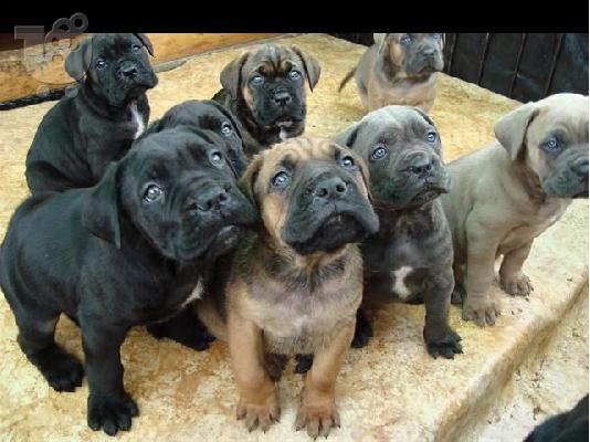 CANE CORSO